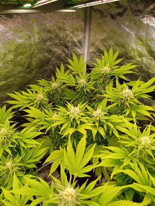 Cali Crasher Marshydro. Week 11