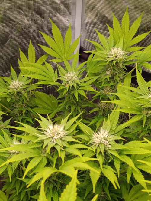 Cali Crasher Marshydro. Week 11