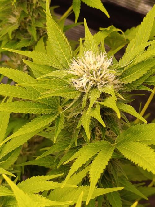Cali Crasher Marshydro. Week 11