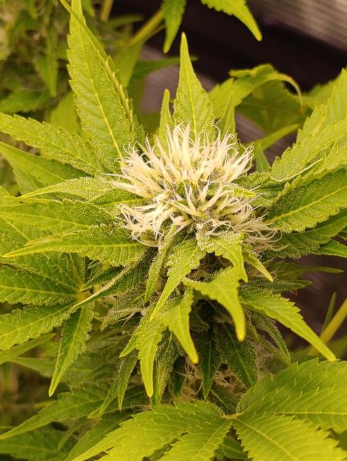 Cali Crasher Marshydro. Week 11