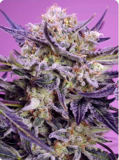Pink Guava F1 FV. Week 0