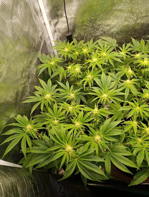 Zour MelonZ Test & Xpertnutrients. Week 9