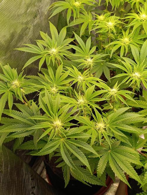 Zour MelonZ Test & Xpertnutrients. Week 9