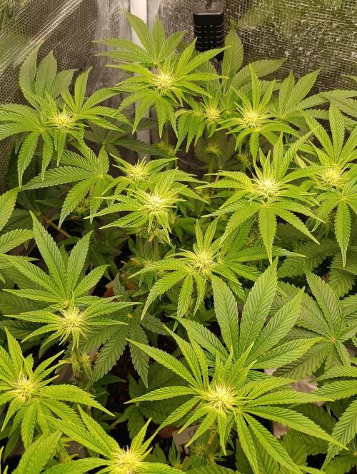 Zour MelonZ Test & Xpertnutrients. Week 9