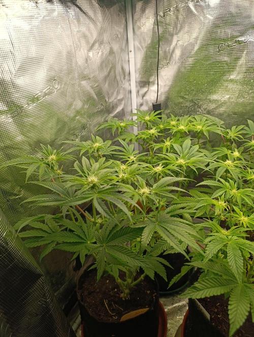 Zour MelonZ Test & Xpertnutrients. Week 9