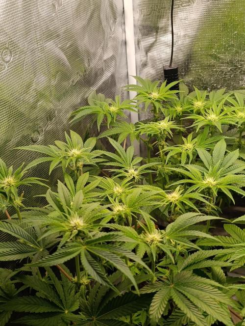 Zour MelonZ Test & Xpertnutrients. Week 9