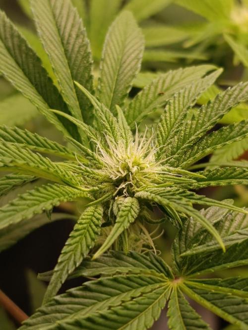 Zour MelonZ Test & Xpertnutrients. Week 9
