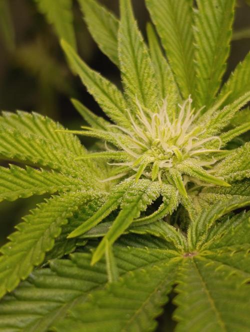 Zour MelonZ Test & Xpertnutrients. Week 9