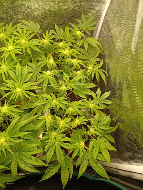 GokuZ OG Test & Marshydro. Week 9