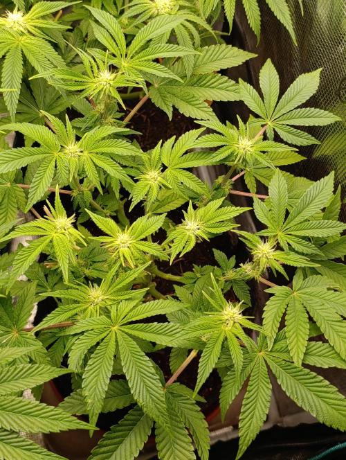 GokuZ OG Test & Marshydro. Week 9