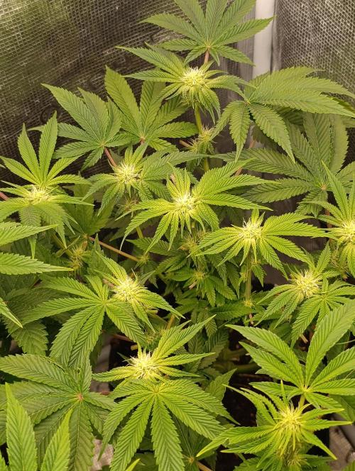GokuZ OG Test & Marshydro. Week 9