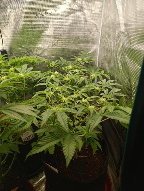 GokuZ OG Test & Marshydro. Week 9