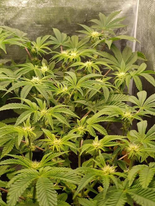 GokuZ OG Test & Marshydro. Week 9