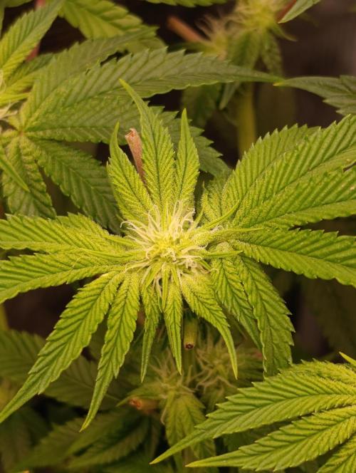 GokuZ OG Test & Marshydro. Week 9