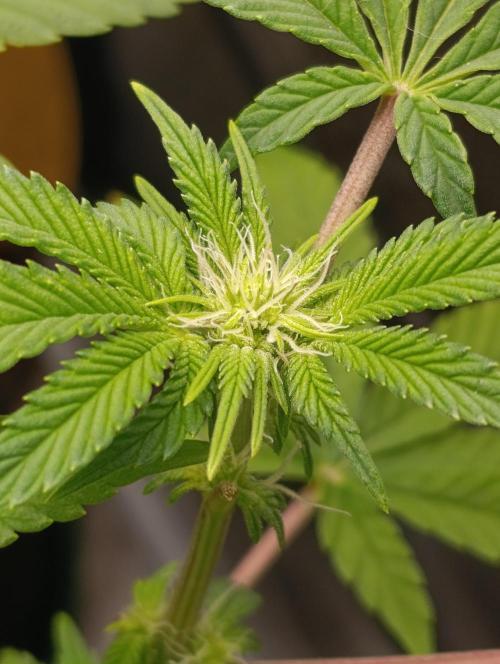 GokuZ OG Test & Marshydro. Week 9