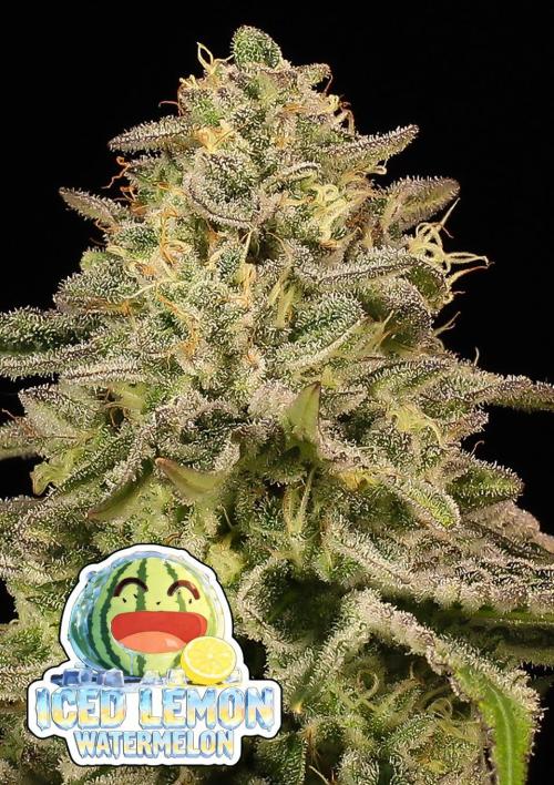 Iced Lemon Watermelon. Week 0