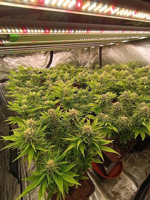 Grape Ape. Week 11