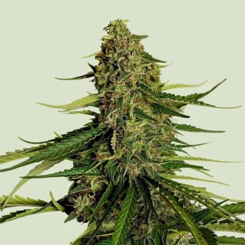 Gaia F1 Auto. Week 0
