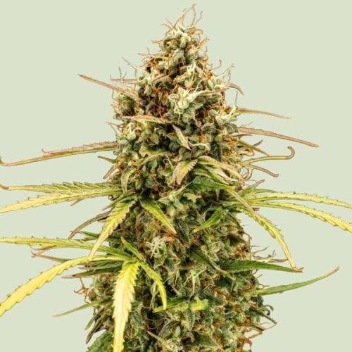 Milky Way F1 Auto. Week 0