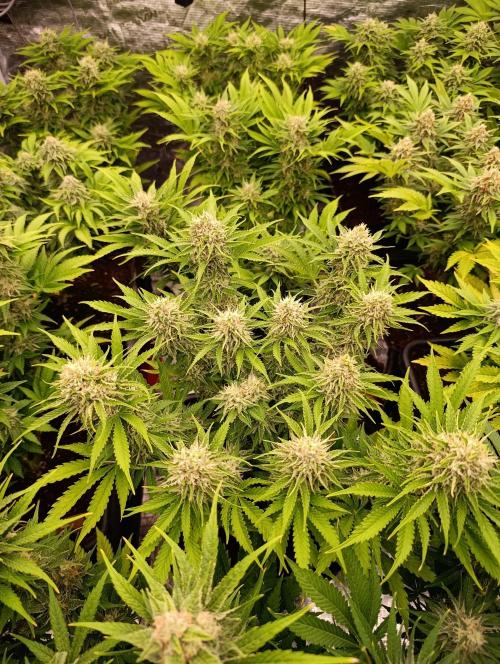 Privileged Baddie Xpertnutrients. Week 12