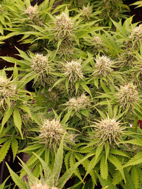 Privileged Baddie Xpertnutrients. Week 12