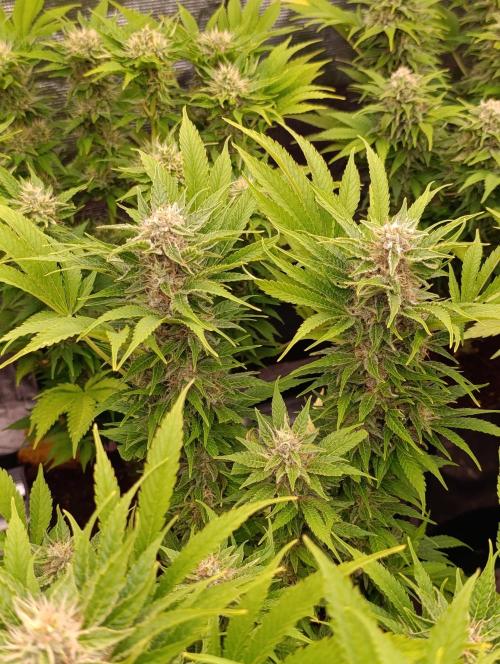 Privileged Baddie Xpertnutrients. Week 12