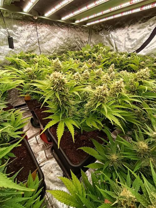 Privileged Baddie Xpertnutrients. Week 12