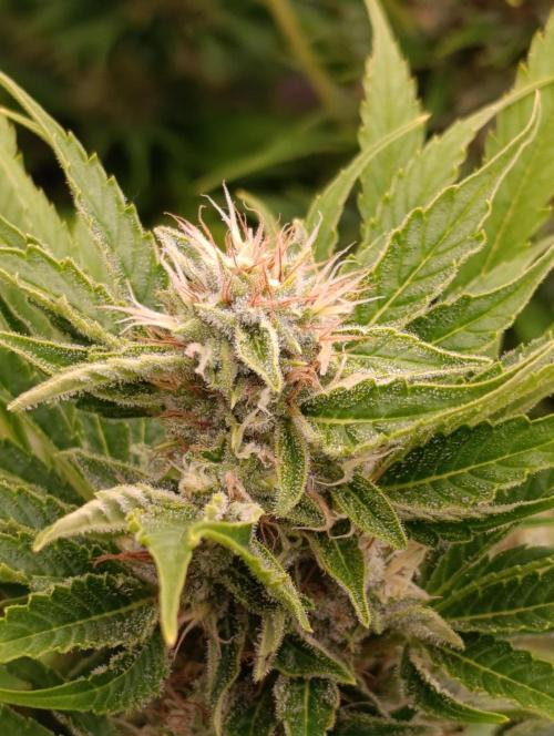 Privileged Baddie Xpertnutrients. Week 12