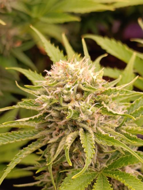 Privileged Baddie Xpertnutrients. Week 12