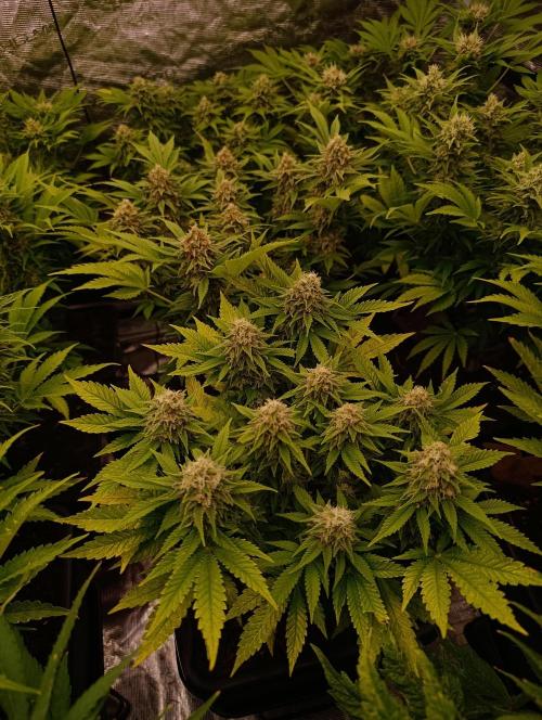 Red Banana Pudding II Marshydro. Week 12