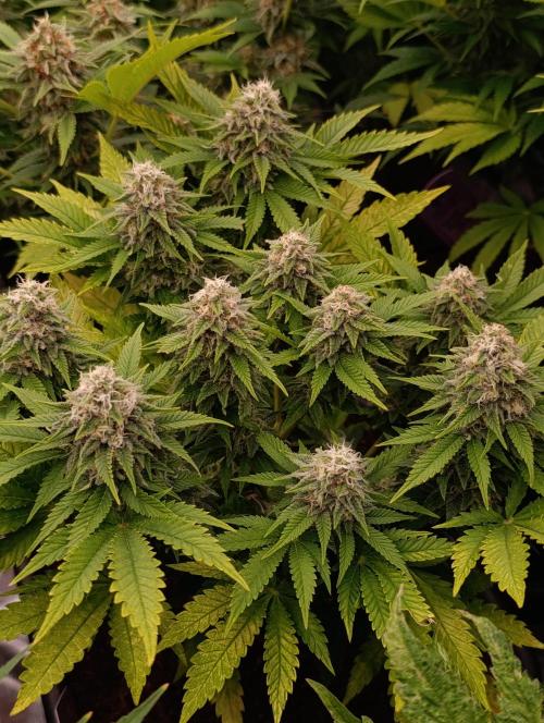 Red Banana Pudding II Marshydro. Week 12