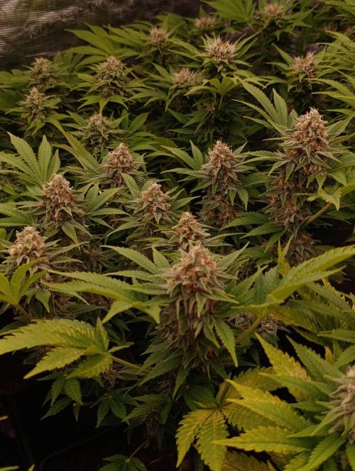 Red Banana Pudding II Marshydro. Week 12