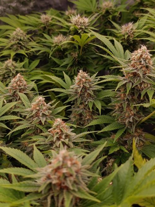 Red Banana Pudding II Marshydro. Week 12
