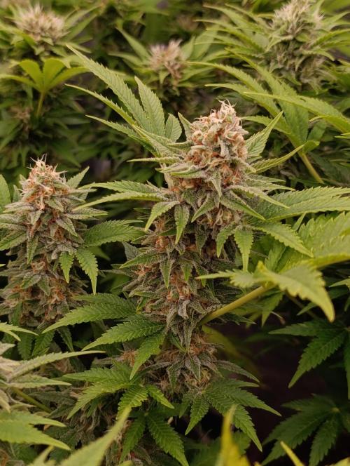 Red Banana Pudding II Marshydro. Week 12