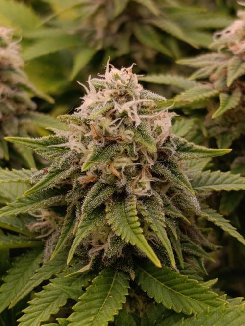 Red Banana Pudding II Marshydro. Week 12