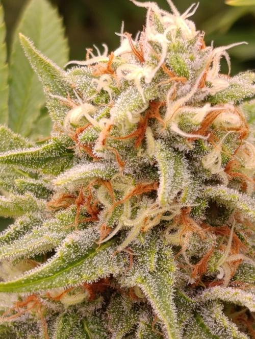 Red Banana Pudding II Marshydro. Week 12