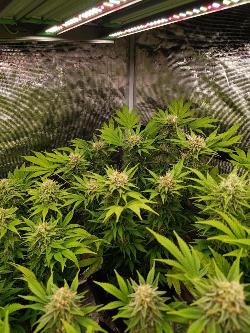 Cali Crasher Marshydro. Week 12