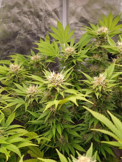 Cali Crasher Marshydro. Week 12