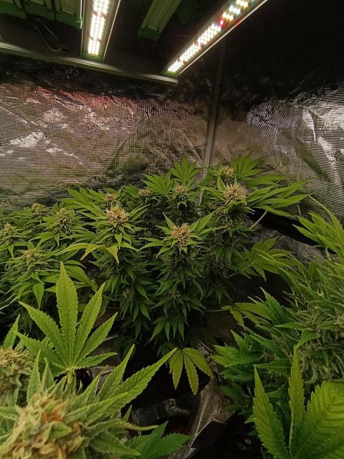 Cali Crasher Marshydro. Week 12