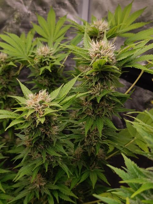 Cali Crasher Marshydro. Week 12