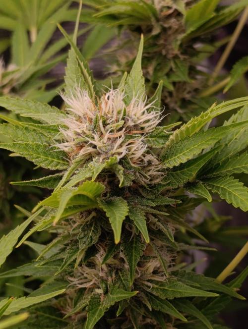 Cali Crasher Marshydro. Week 12