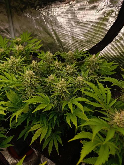 Sour Puffs Xpertnutrients. Week 12