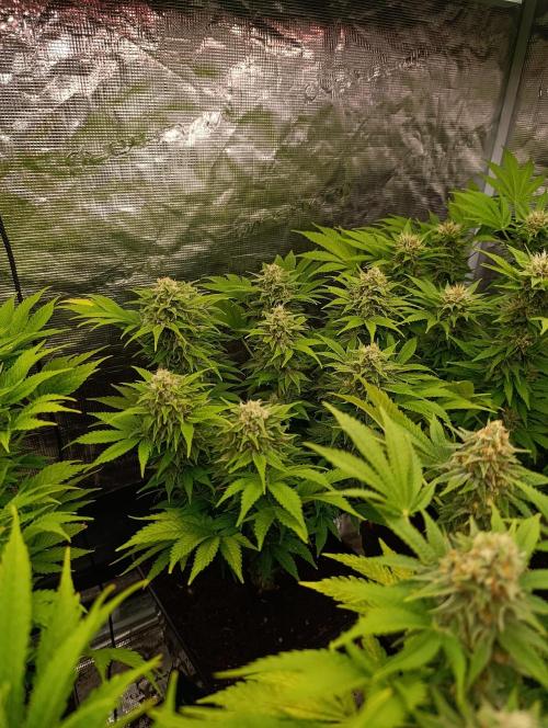 Sour Puffs Xpertnutrients. Week 12