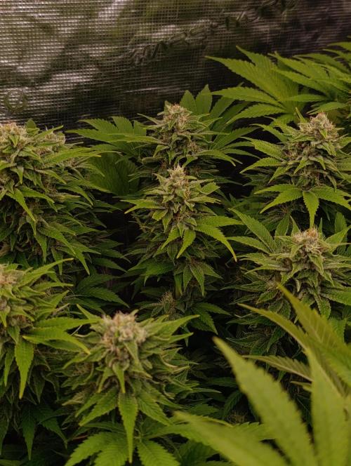 Sour Puffs Xpertnutrients. Week 12