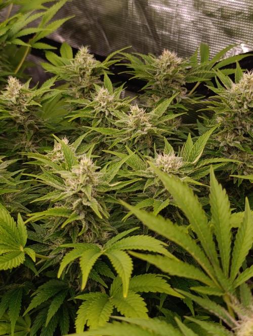 Sour Puffs Xpertnutrients. Week 12
