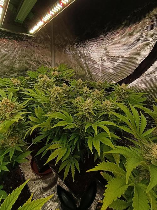 Sour Puffs Xpertnutrients. Week 12
