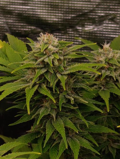 Sour Puffs Xpertnutrients. Week 12