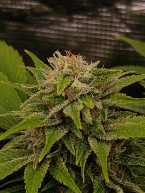 Sour Puffs Xpertnutrients. Week 12