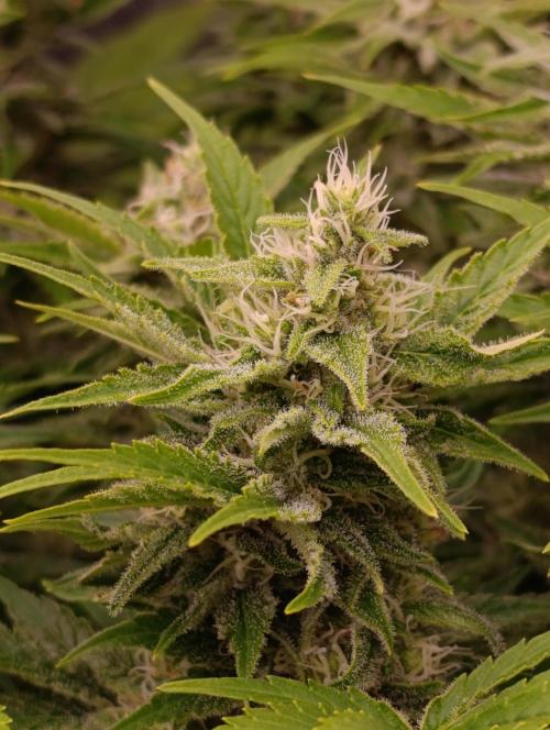 Sour Puffs Xpertnutrients. Week 12