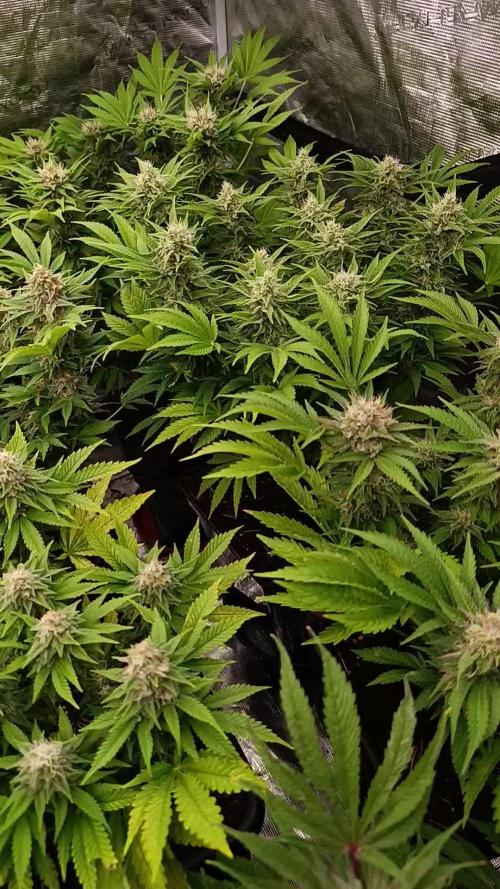 Sour Puffs Xpertnutrients